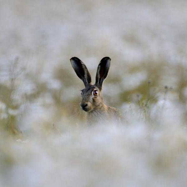 Brown Hare by David Tipling